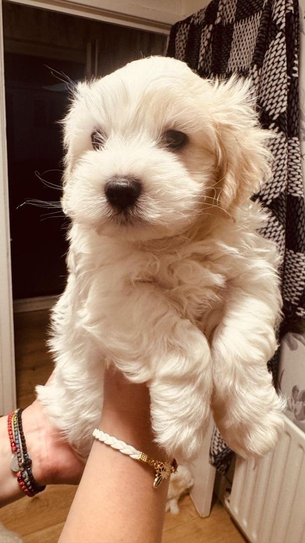 Bichon Frisé Welpen