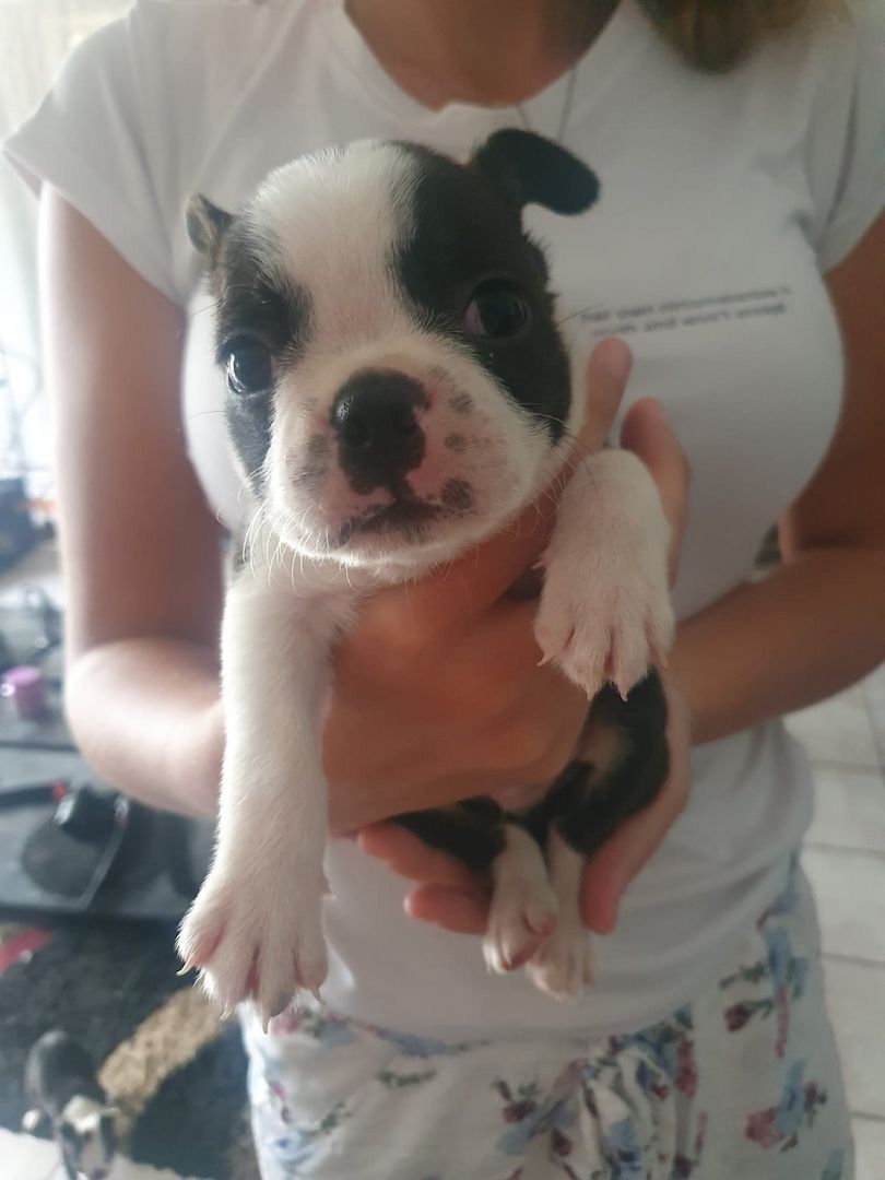 Boston-Terrier-Welpen
