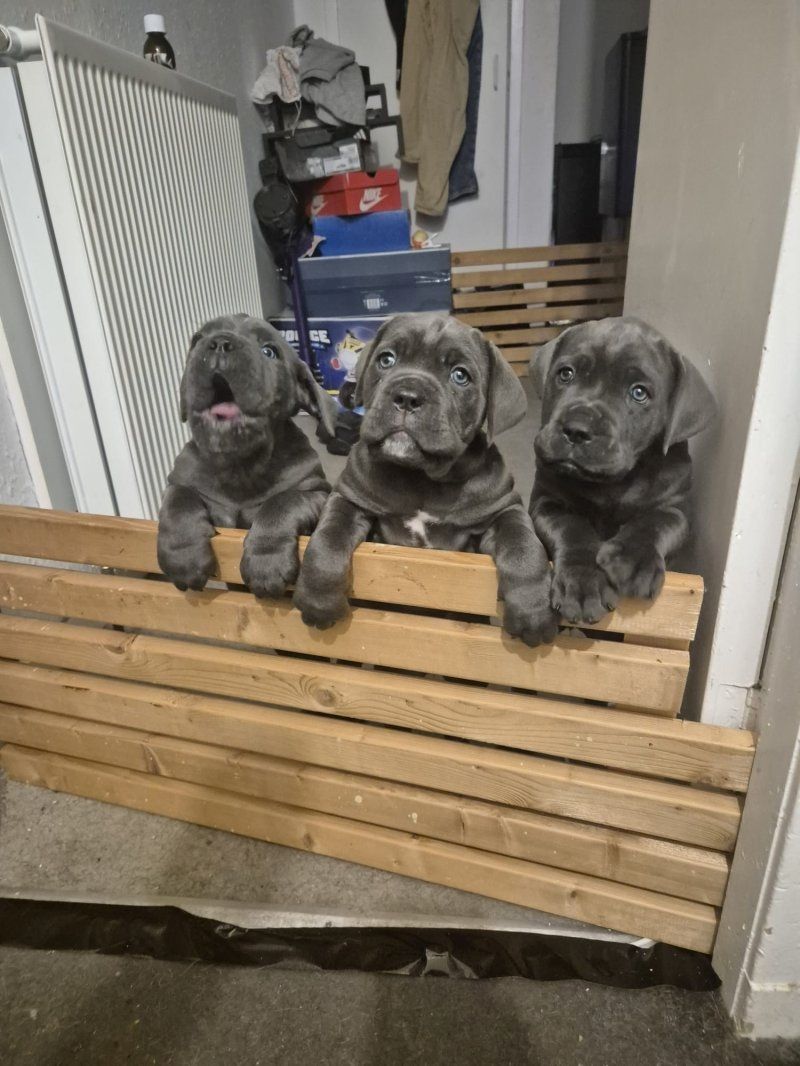 Cane Corso Welpen