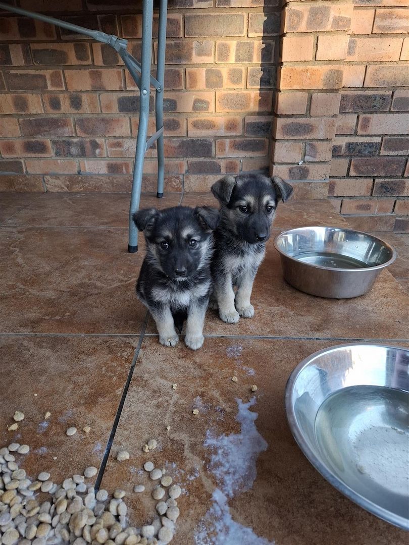 Riesenschnauzer-Welpen