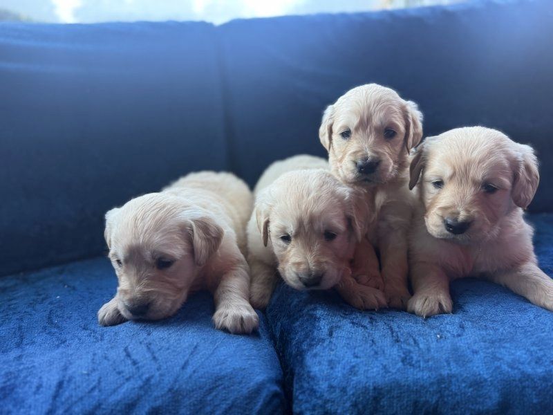 Golden-Retriever-Welpen