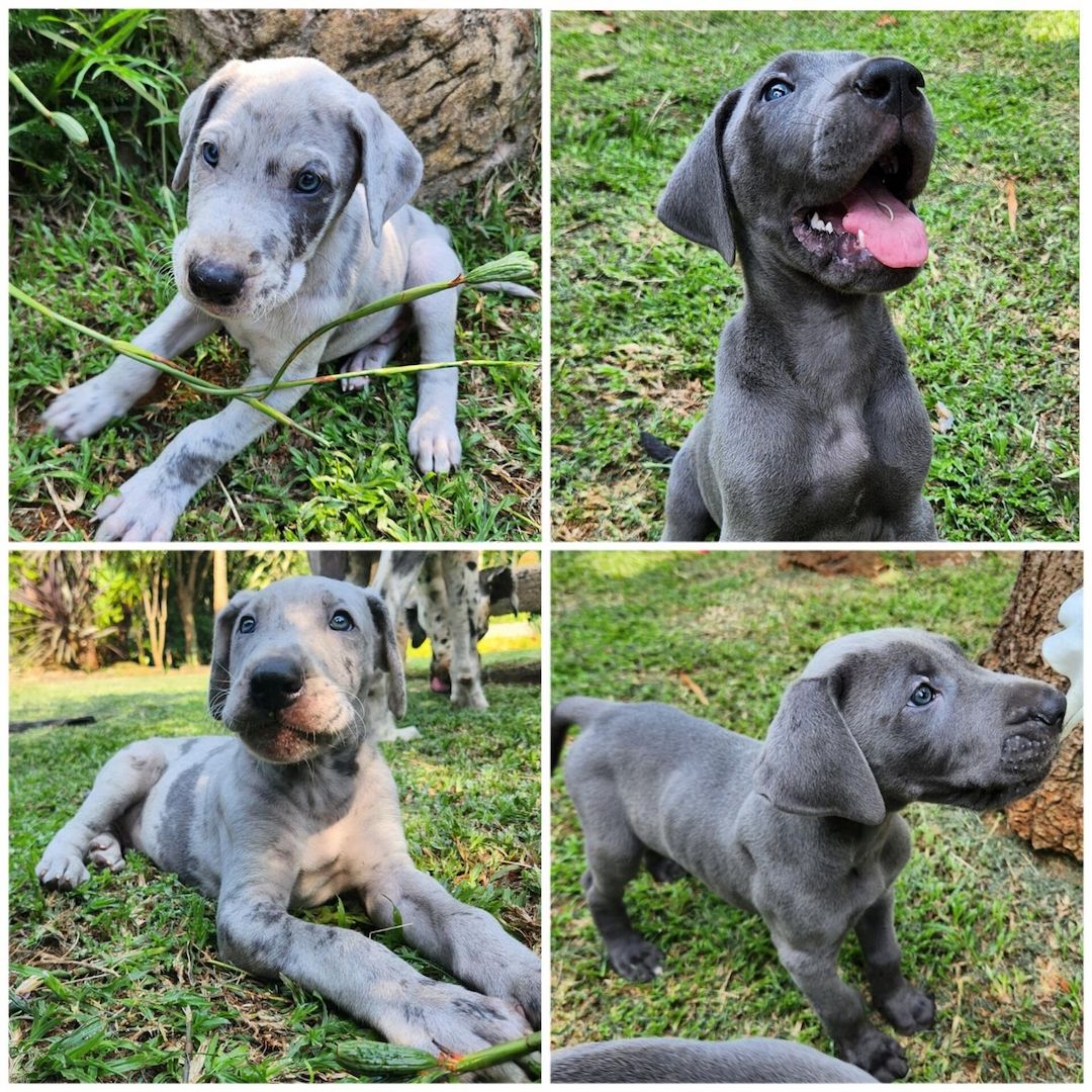 Deutsche Doggenwelpen