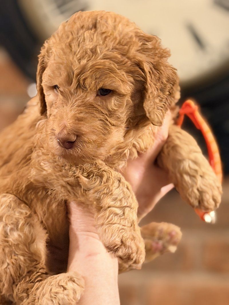 Labradoodle-Welpen
