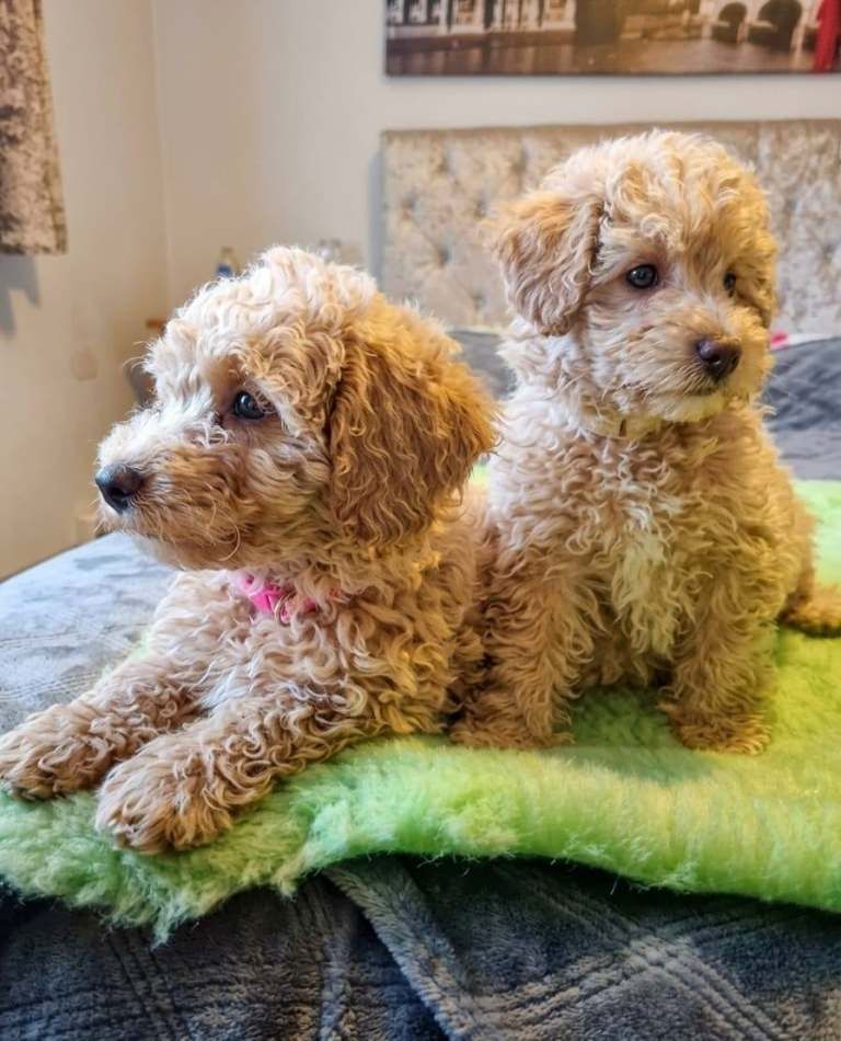 Maltipoo-Welpen