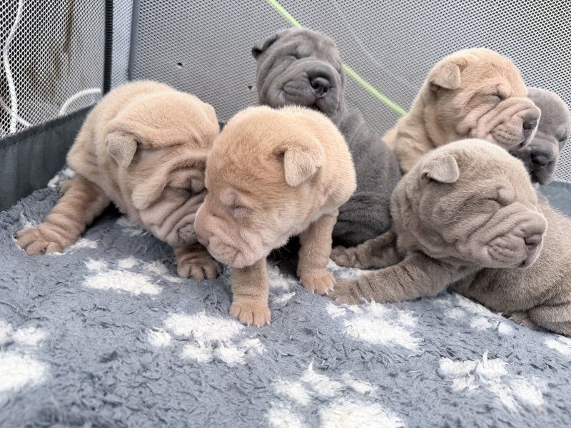Shar-Pei-Welpen