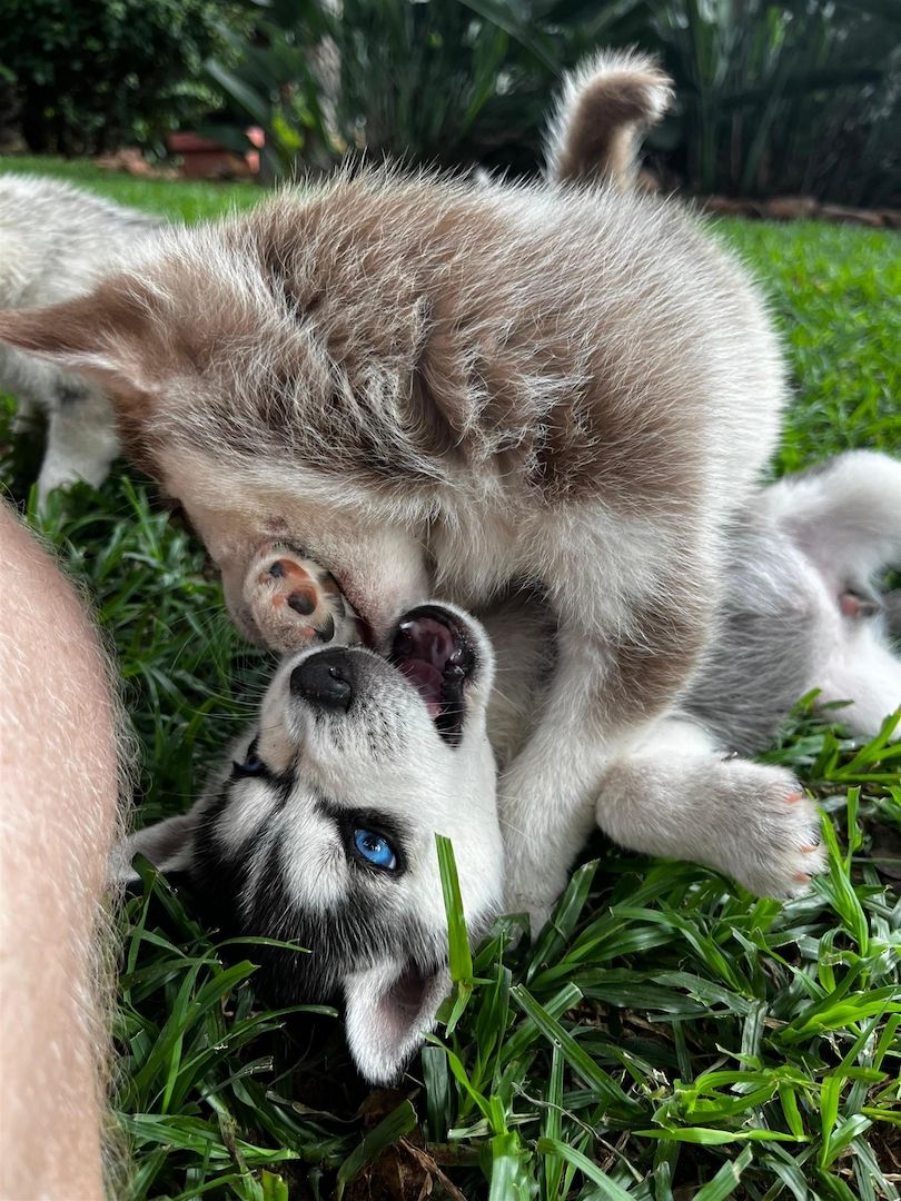 Sibirische Husky-Welpen