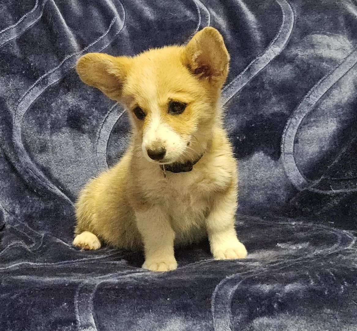Welsh Corgi Pembroke Welpen