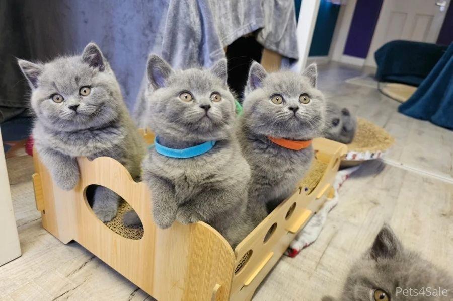 Britisch Kurzhaar Elite-Kätzchen – Exzellente Abstammung & liebenswertes „Teddybär“-Aussehen