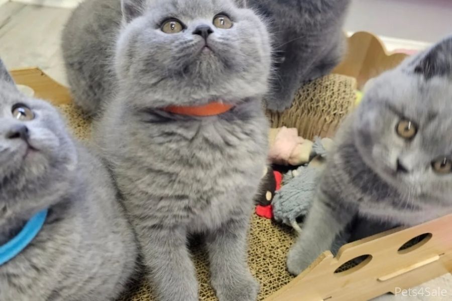 Britisch Kurzhaar Elite-Kätzchen – Exzellente Abstammung & liebenswertes „Teddybär“-Aussehen