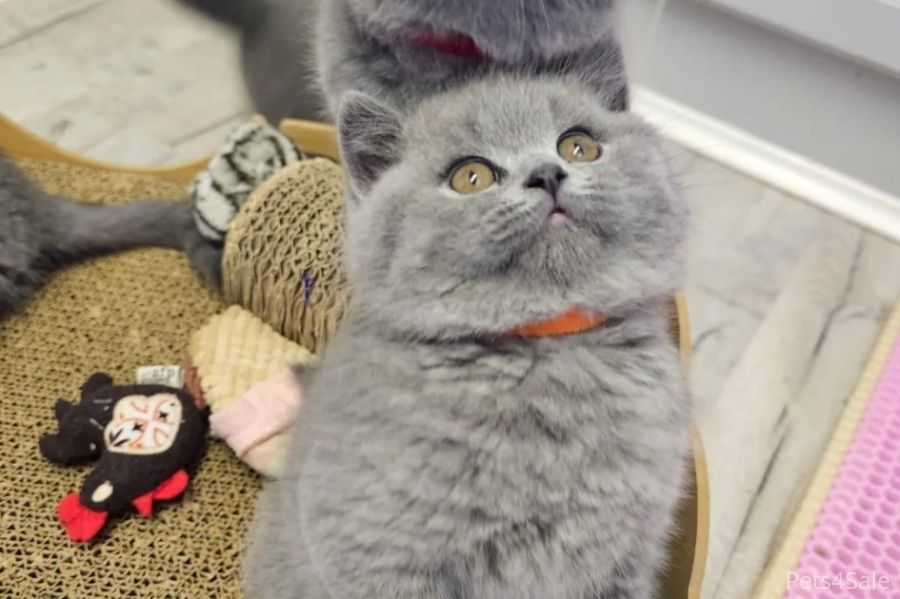 Britisch Kurzhaar Elite-Kätzchen – Exzellente Abstammung & liebenswertes „Teddybär“-Aussehen