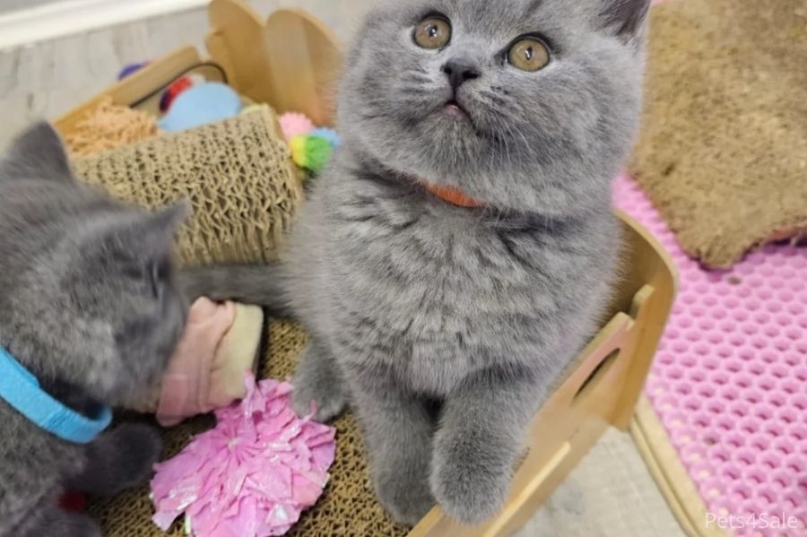 Britisch Kurzhaar Elite-Kätzchen – Exzellente Abstammung & liebenswertes „Teddybär“-Aussehen