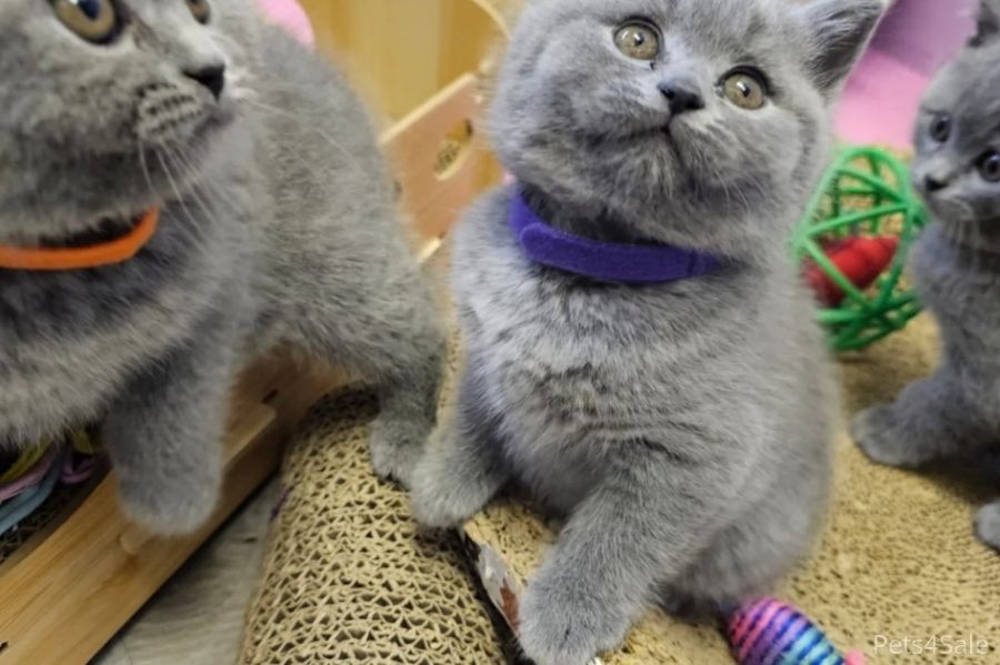 Britisch Kurzhaar Elite-Kätzchen – Exzellente Abstammung & liebenswertes „Teddybär“-Aussehen