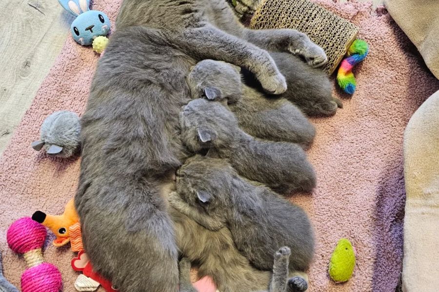 Britisch Kurzhaar Elite-Kätzchen – Exzellente Abstammung & liebenswertes „Teddybär“-Aussehen