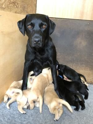 Kräftige und verspielte Labradorwelpen – bereit für jedes Abenteuer!