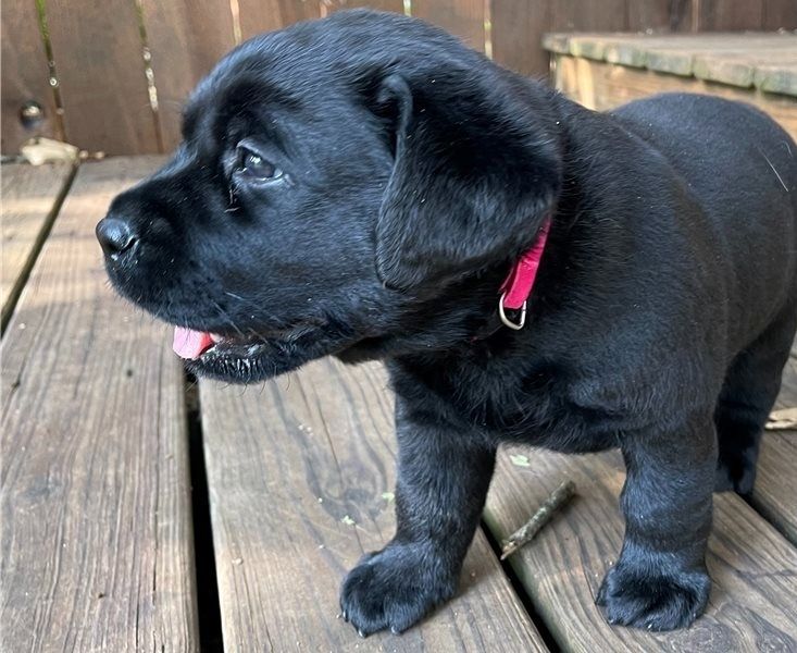 Kräftige und verspielte Labradorwelpen – bereit für jedes Abenteuer!