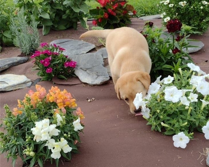 Kräftige und verspielte Labradorwelpen – bereit für jedes Abenteuer!