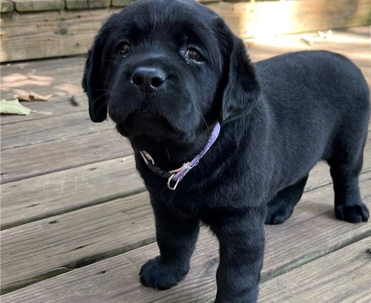 Kräftige und verspielte Labradorwelpen – bereit für jedes Abenteuer!