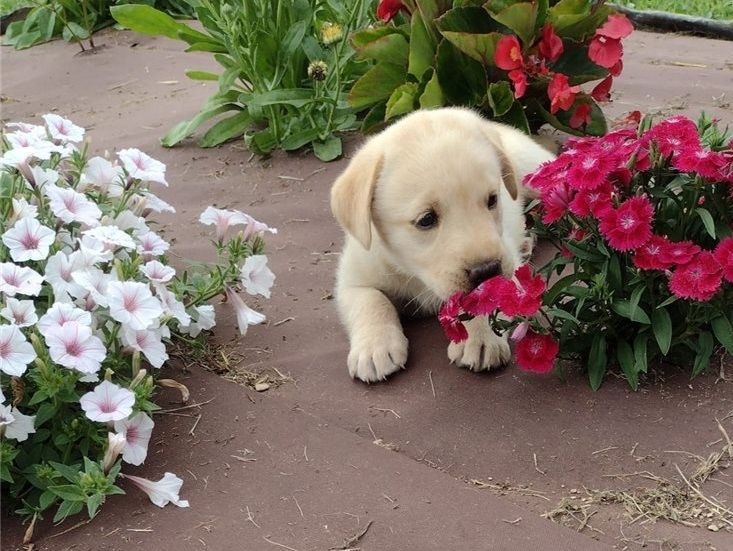 Kräftige und verspielte Labradorwelpen – bereit für jedes Abenteuer!