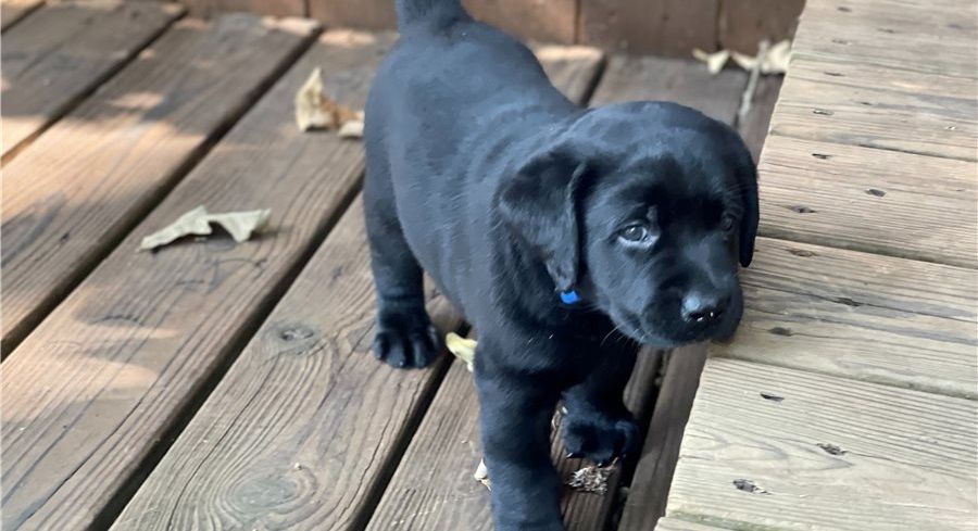 Kräftige und verspielte Labradorwelpen – bereit für jedes Abenteuer!