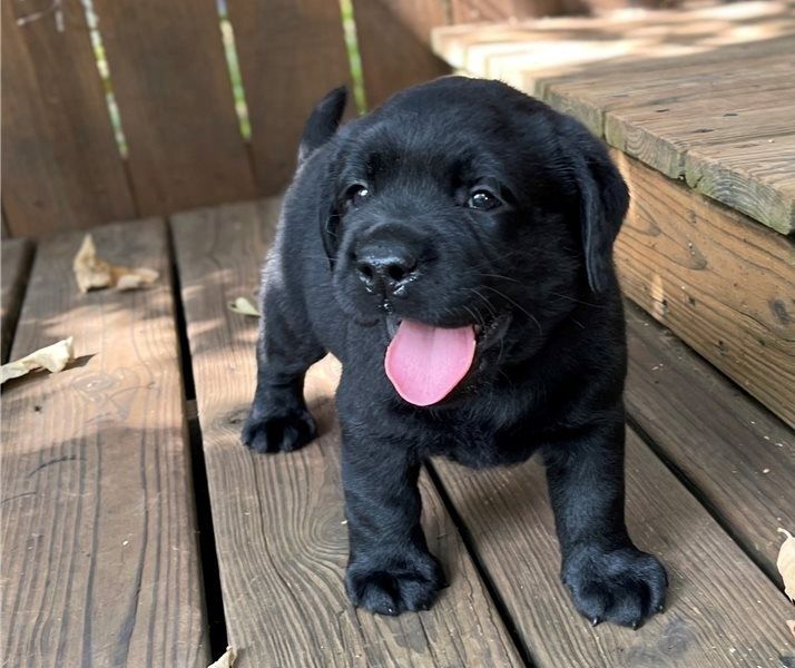 Kräftige und verspielte Labradorwelpen – bereit für jedes Abenteuer!