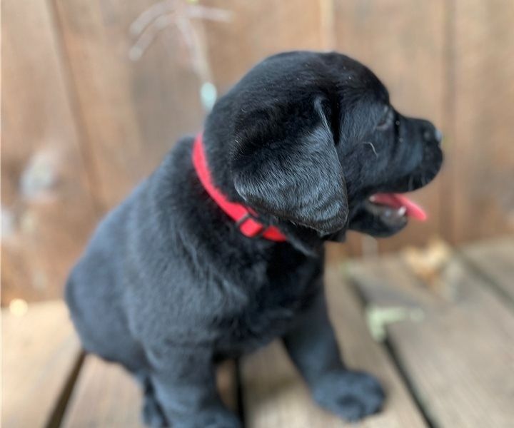 Kräftige und verspielte Labradorwelpen – bereit für jedes Abenteuer!