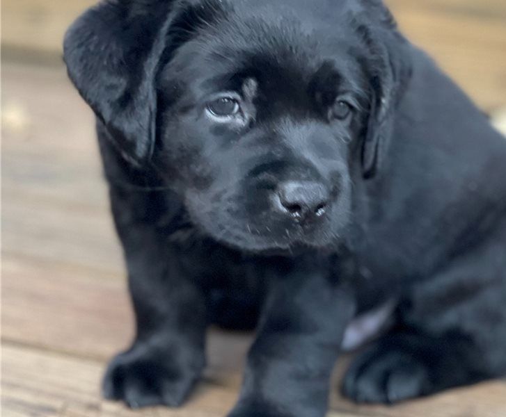 Kräftige und verspielte Labradorwelpen – bereit für jedes Abenteuer!