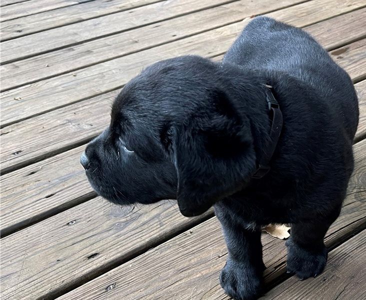 Kräftige und verspielte Labradorwelpen – bereit für jedes Abenteuer!