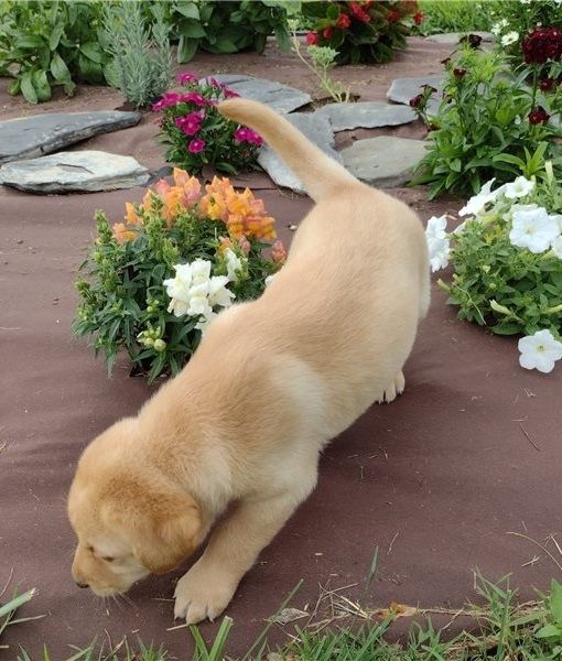 Kräftige und verspielte Labradorwelpen – bereit für jedes Abenteuer!