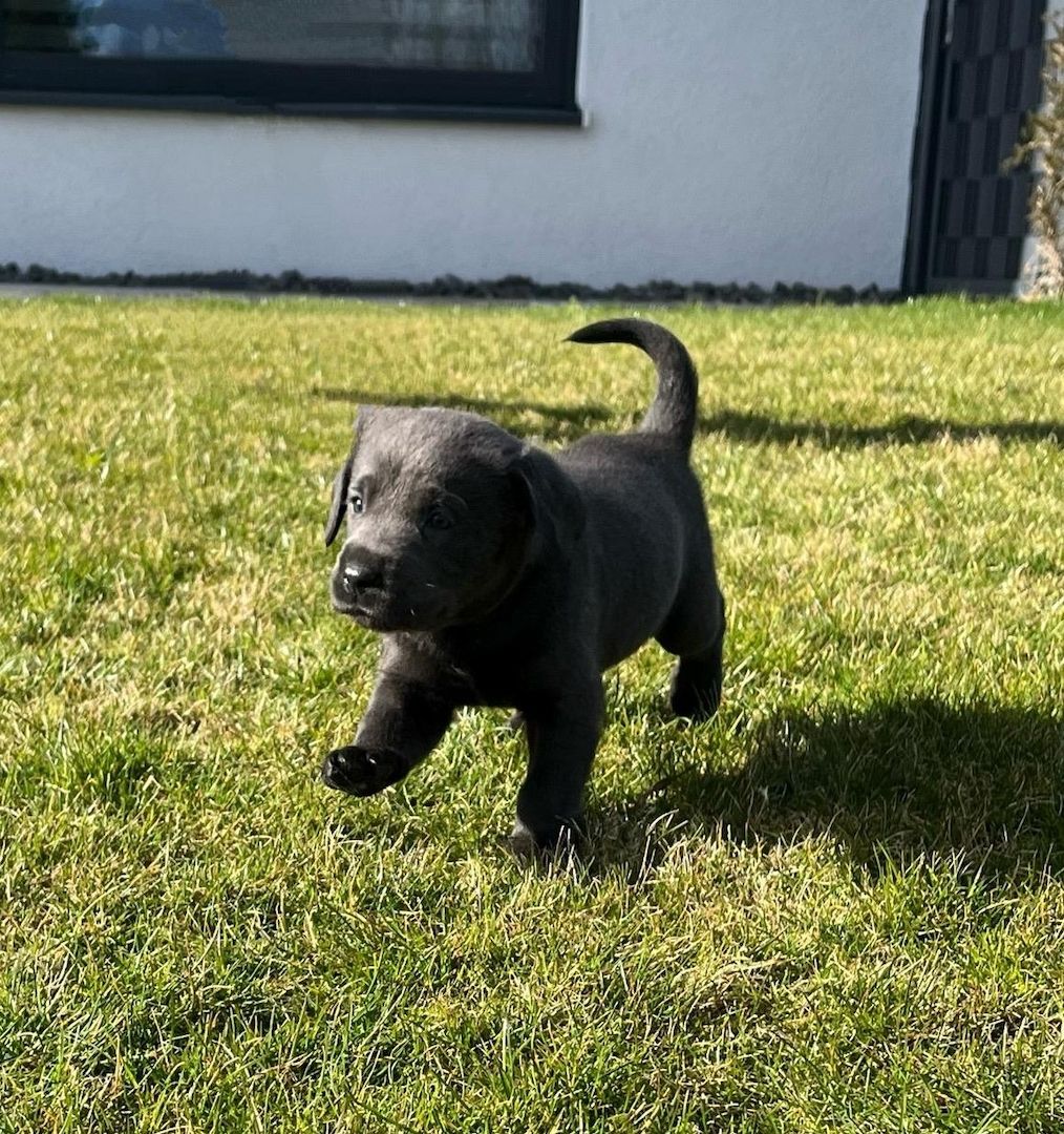 Wunderschöne Labrador Welpen mit Ahnentafel, aus liebevoller Familienaufzucht