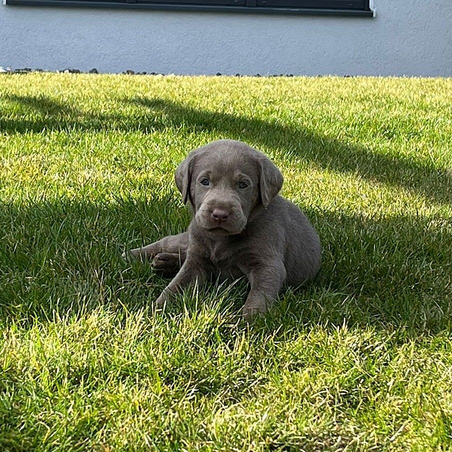 Wunderschöne Labrador Welpen mit Ahnentafel, aus liebevoller Familienaufzucht
