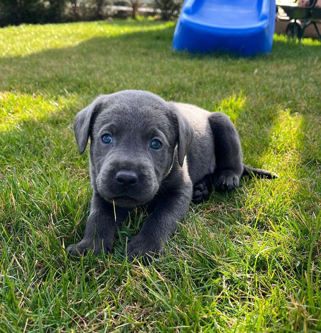 Wunderschöne Labrador Welpen mit Ahnentafel, aus liebevoller Familienaufzucht
