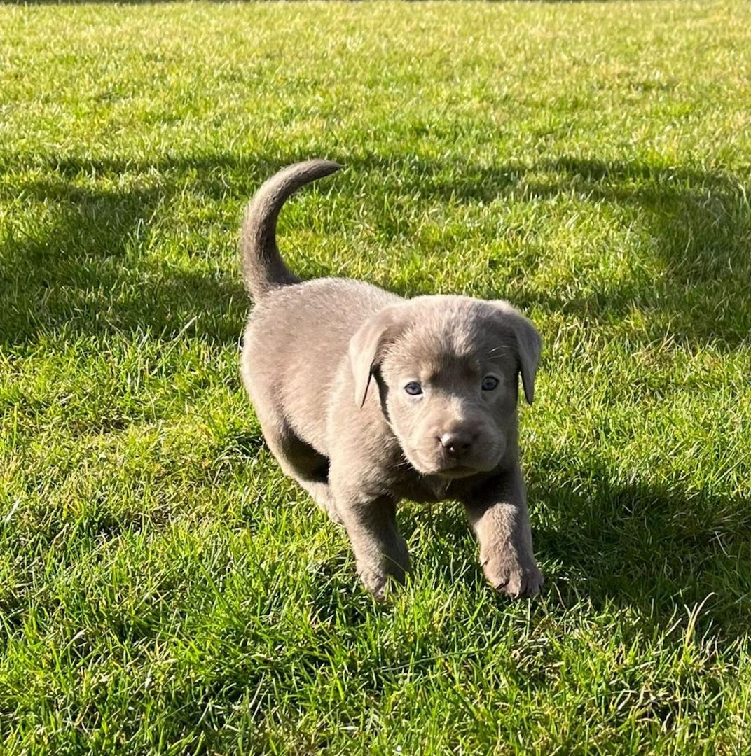 Wunderschöne Labrador Welpen mit Ahnentafel, aus liebevoller Familienaufzucht