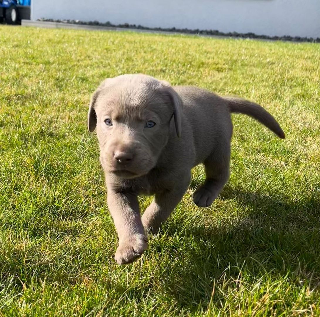 Wunderschöne Labrador Welpen mit Ahnentafel, aus liebevoller Familienaufzucht