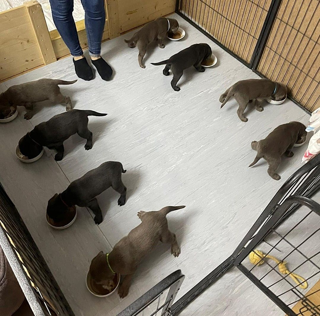 Wunderschöne Labrador Welpen mit Ahnentafel, aus liebevoller Familienaufzucht