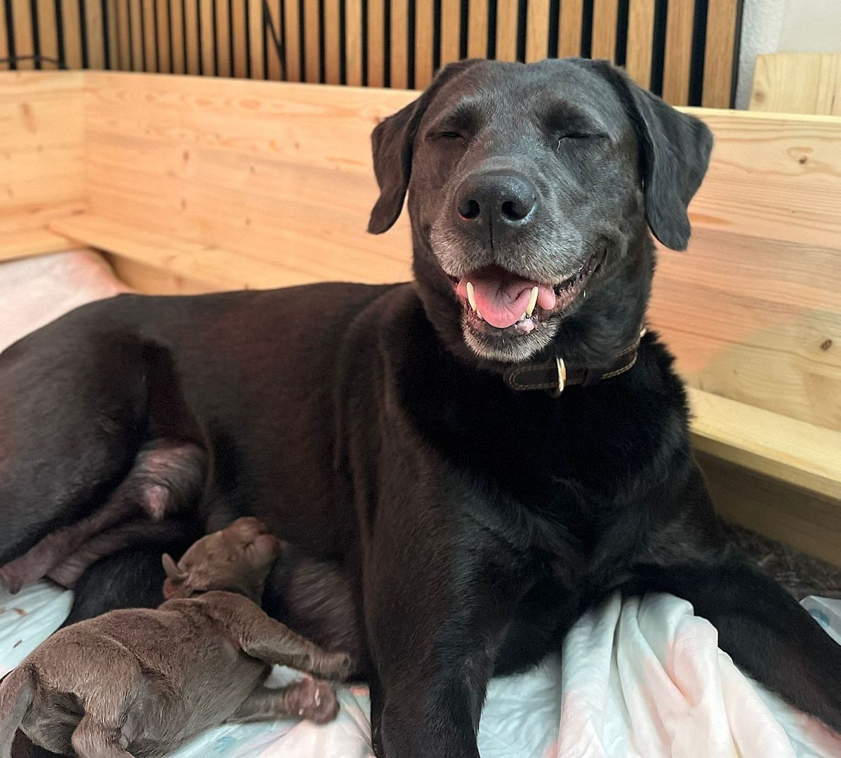 Wunderschöne Labrador Welpen mit Ahnentafel, aus liebevoller Familienaufzucht
