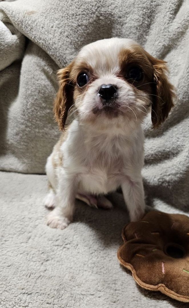 Cavalier King Charles Spaniel Welpen, Rüden und Hündinnen.