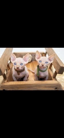 2 Sphynx-Kätzchen