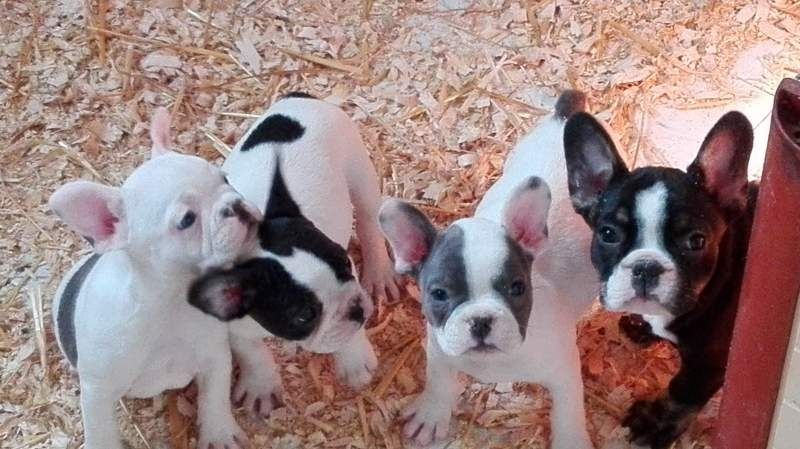Französische Bulldogge Welpen