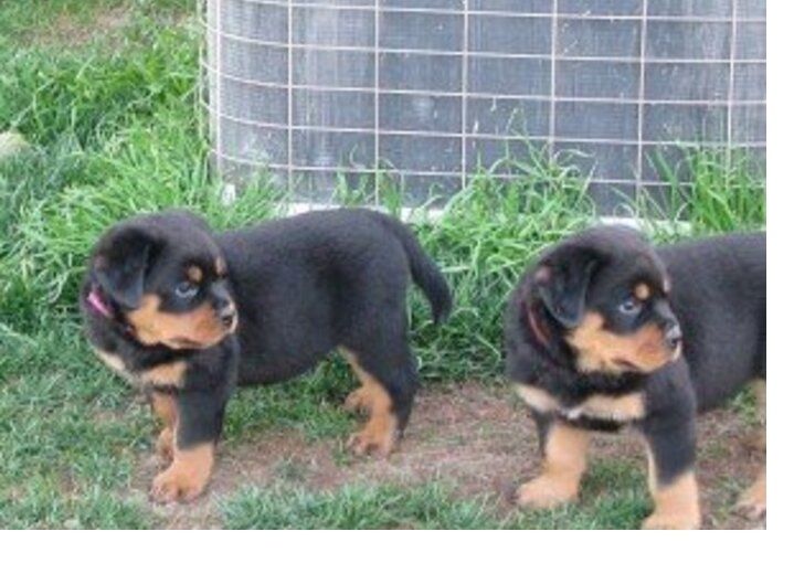 Rottweiler-Welpen suchen liebevolles Zuhause