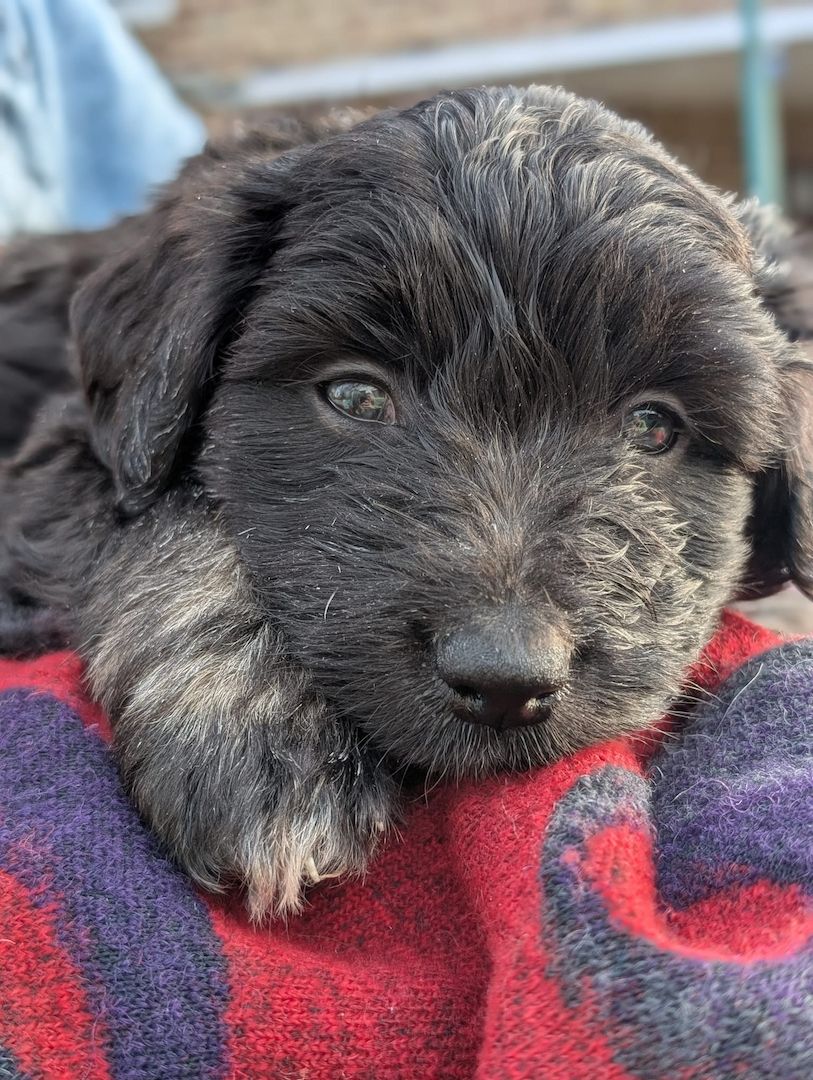 Portugiesische Wasserhund- Bergamasker Mix Welpen