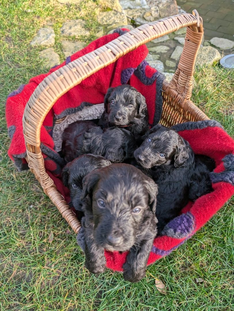 Portugiesische Wasserhund- Bergamasker Mix Welpen