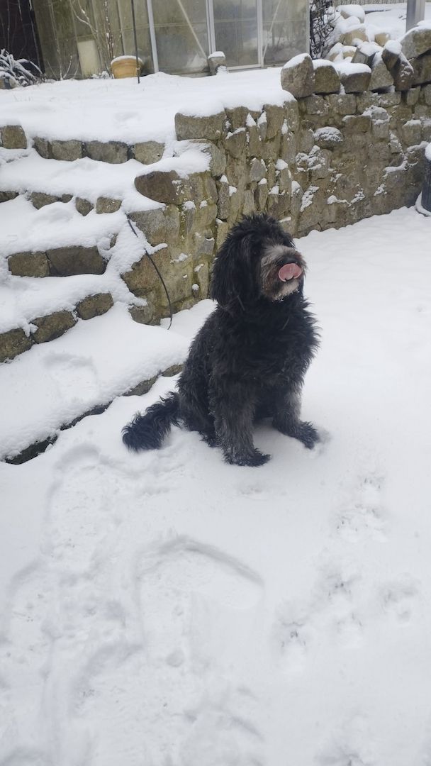 Portugiesische Wasserhund- Bergamasker Mix Welpen