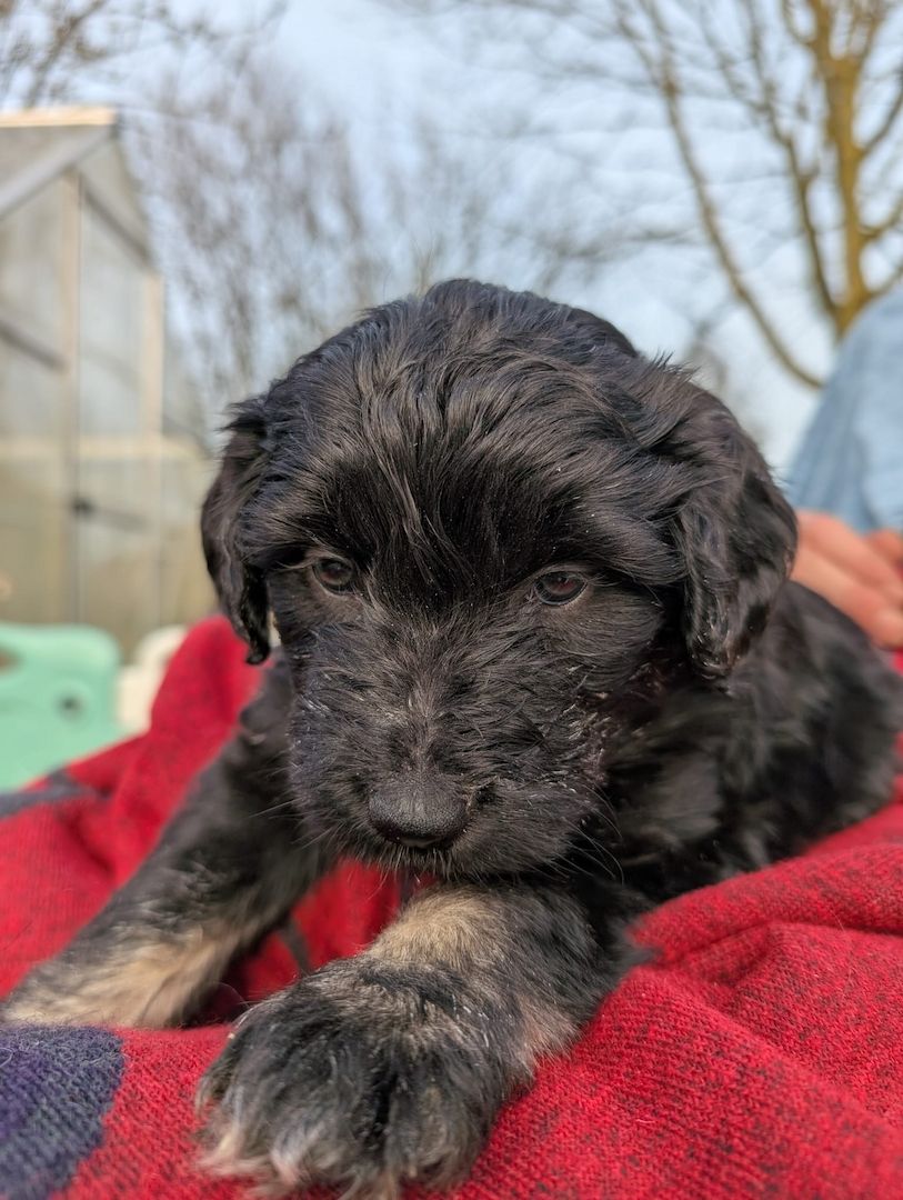 Portugiesische Wasserhund- Bergamasker Mix Welpen