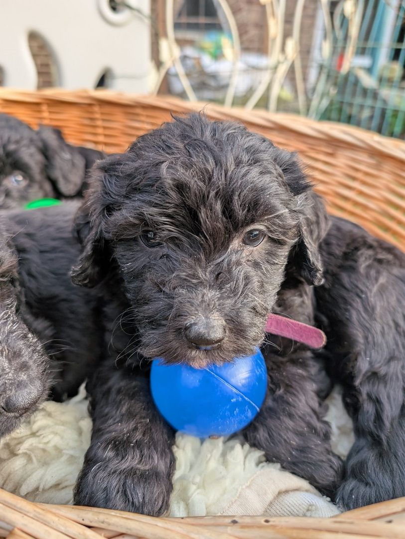 Portugiesische Wasserhund- Bergamasker Mix Welpen