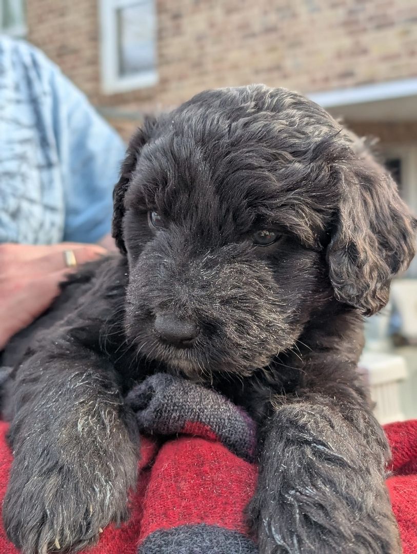 Portugiesische Wasserhund- Bergamasker Mix Welpen