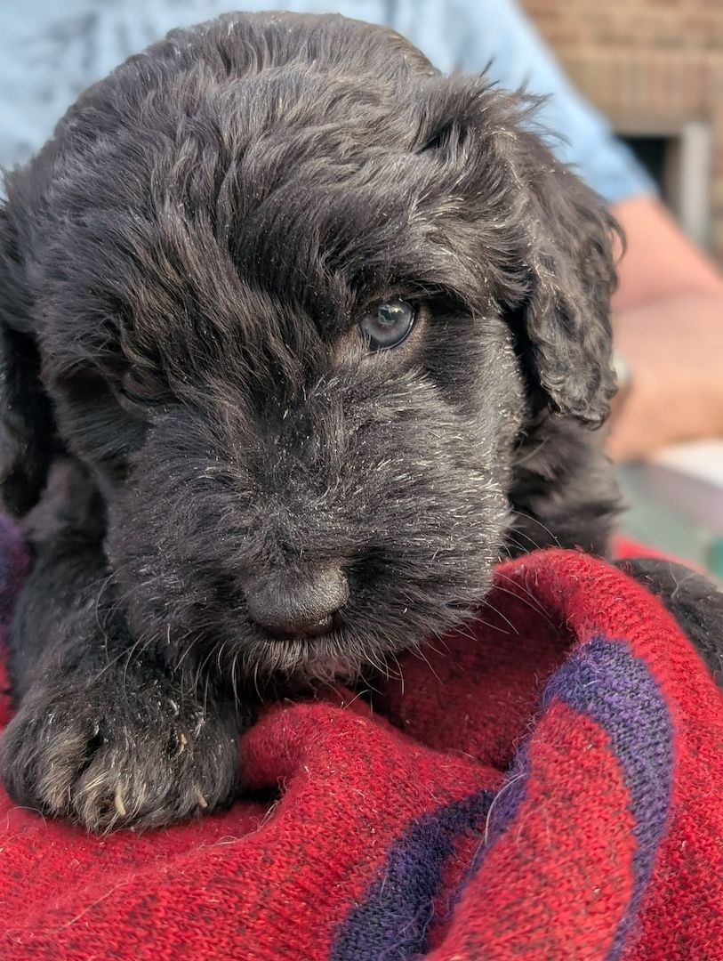 Portugiesische Wasserhund- Bergamasker Mix Welpen