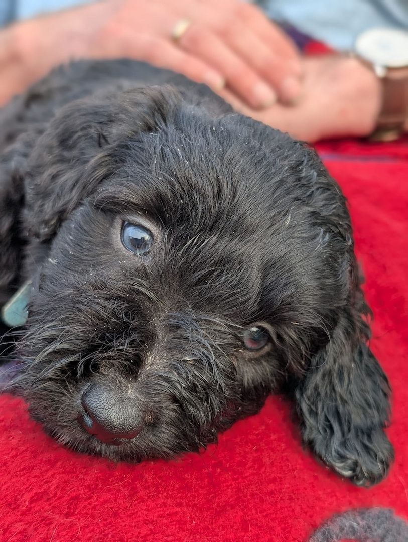 Portugiesische Wasserhund- Bergamasker Mix Welpen