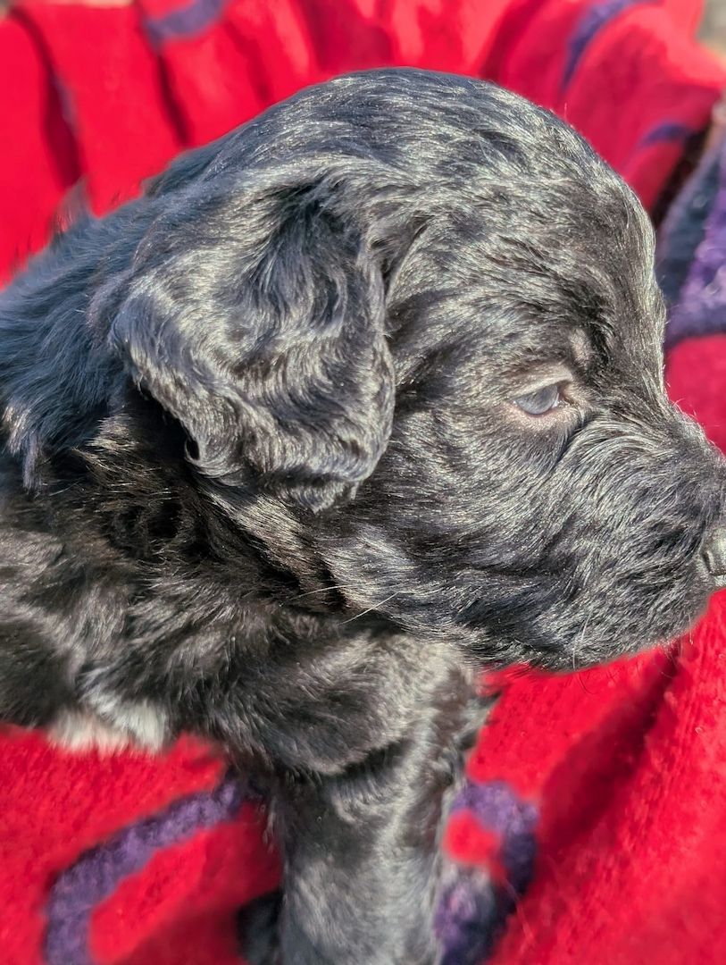 Portugiesische Wasserhund- Bergamasker Mix Welpen