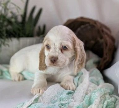 Reinrassige Cocker Spaniel Welpen