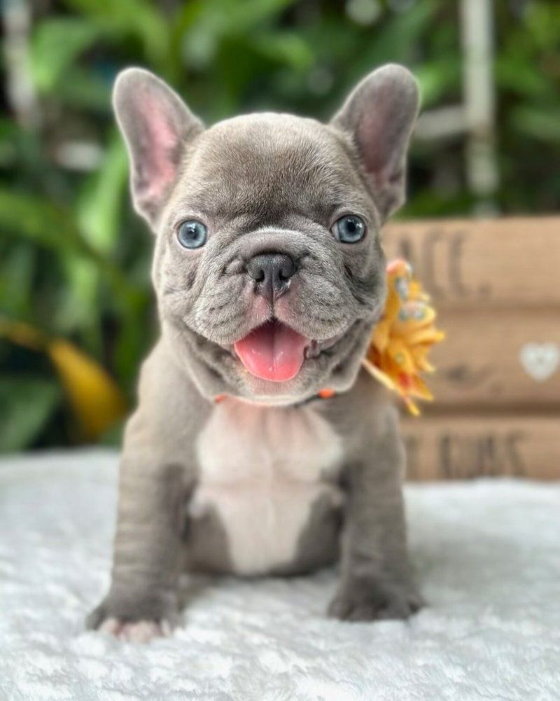 Französische Bulldoggenwelpen